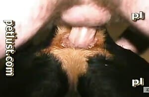 Anh bạn đụ một con chó chật lỗ ở đây