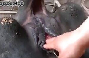 Thưởng thức phim khiêu dâm động vật miễn phí với việc sờ mó